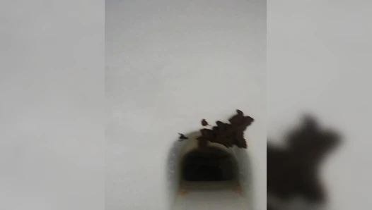 xxlustihoodxx - Daily Dookie #6 - 3 big, soft shits!