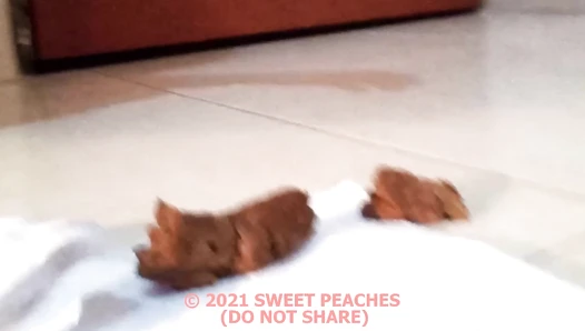Sweet_Peaches - FRONTAL OBSERVANCE (PALOMA)